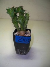 thorny cactus for sale  El Cajon