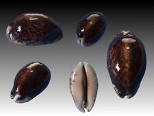 Cypraea eglantina melanica usato  Roma