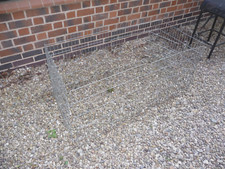 Rabbit dog puppy for sale  LEICESTER