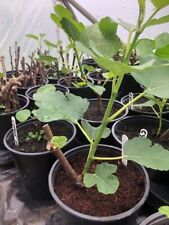 Rare egyptian wild for sale  LLANDEILO