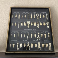 Usado, Amostra vintage de estudo médico para estudantes de anatomia dental emoldurada comprar usado  Enviando para Brazil