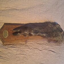 Taxidermie trophée chasse d'occasion  Moulins