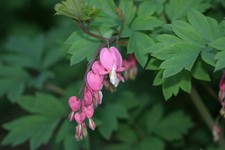 Fall spring plant for sale  New Tripoli