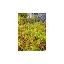 Sphagnum squarrosum grün gebraucht kaufen  Pinneberg
