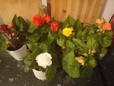 Begonia tubers yellow for sale Begonia tubers yellow for sale  BIRMINGHAM