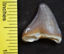 pig tooth for sale pig tooth for sale Windermere