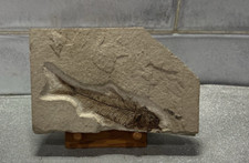 Fossilised fish slab for sale  UK