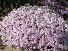 Phlox subulata candy for sale  Jasper