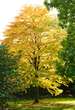 Katsura tree live for sale  Albany