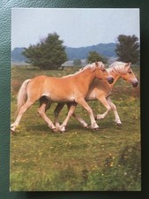 haflinger stute gebraucht kaufen haflinger stute gebraucht kaufen Hamburg