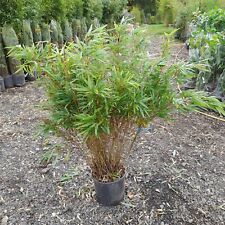 Bamboo fargesia rufa for sale  EGHAM