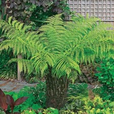 Tree fern. dicksonia for sale  BRIDGNORTH