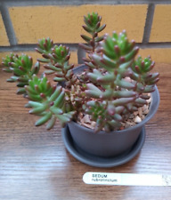 Sedum rubrotinctum fresh for sale  NEWPORT