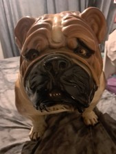 British bull dog for sale  BRIERLEY HILL
