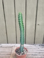 Euphorbia tescorum rare for sale  Homestead