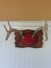Whitetail deer antlers for sale  Tustin