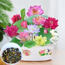 30pcs lotus samen gebraucht kaufen  Nürnberg