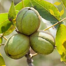 Shagbark hickory carya for sale  Jacksonville