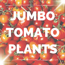 Large tomato plants for sale  CARLUKE