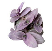 Tradescantia pale padilla for sale  Salinas