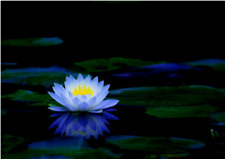 Bonsai lotus water for sale  WEMBLEY