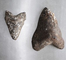 Stück megalodon hai gebraucht kaufen  Deutschland