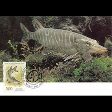 Carte maximum poisson d'occasion  Crécy-la-Chapelle
