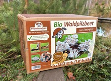 Bio austernpilz waldpilzbeet gebraucht kaufen  Großdubrau