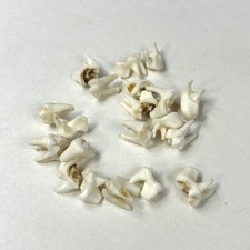 Lot raccoon molars for sale  Waseca