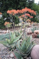 Semi aloe striata usato  Trappeto