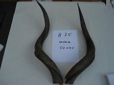 Kudu hörner schläuche gebraucht kaufen  Osterode