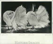 breeding fantails pigeon for sale  Memphis