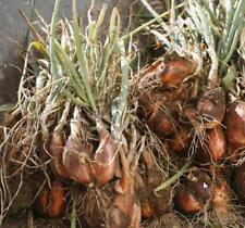 Allium cepa cuisse d'occasion  Expédié en Belgium