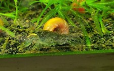 Extra blue dwarf for sale  Ankeny