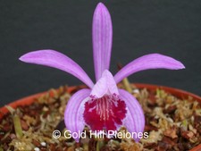 pleione orchids for sale pleione orchids for sale  UK