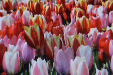 Blumenzwiebeln tulpen darwin gebraucht kaufen  Werl