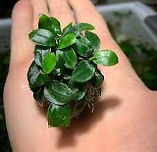 anubias nana petite for sale anubias nana petite for sale Forney