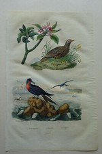 Gravure 1835 dictionnaire d'occasion  Brioude