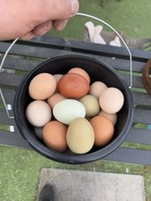X12 free range for sale  LEIGHTON BUZZARD
