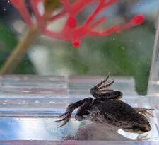 Dwarf african clawed for sale  Fellsmere