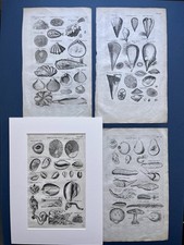 Four historia naturalis for sale  CAMBORNE