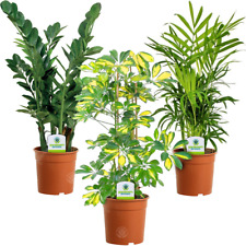 Indoor plant mix for sale  UK
