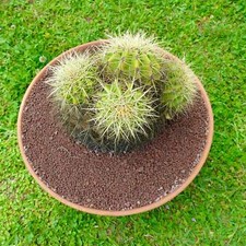 Echinocactus grusonii teste usato  Napoli