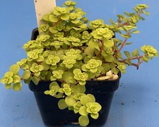 Sedum ogon ships for sale  Jacksonville