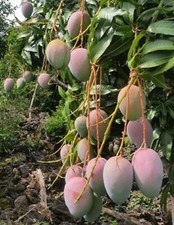 Dwarf hawaiian mango for sale  Oviedo