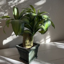 Planta artificial em vaso verde com nervuras 13x13 comprar usado  Enviando para Brazil