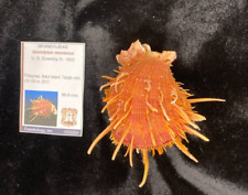 Spondylidae spondylus reesianu for sale  Charlottesville