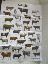 Guardian wallchart cattle for sale  HASTINGS