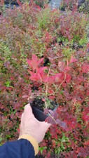 Vaccinium corymbosum blue d'occasion  Mont-près-Chambord