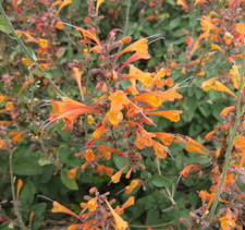 Hummingbird mint seeds for sale  Portland